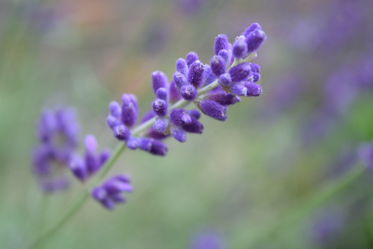 Levandų,  Violetinė Gėlė,  Violetinės Gėlės,  Gėlė Violetinė,  Levandų Žiedų,  Provanso,  Žolė Sodas, Nemokamos Nuotraukos,  Nemokama Licenzija