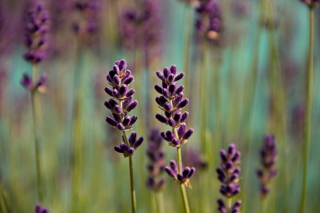 Levandų,  Violetinė,  Pobūdį,  Gėlės,  Violetinė,  Žydi,  Augalų,  Sodas,  Laukas,  Stiebų