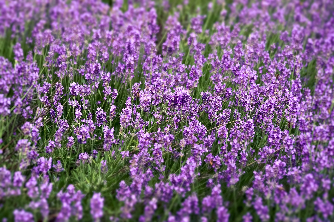 Levandų,  Laukas,  Pobūdį,  Augalų,  Sodas,  Provanso,  Gėlė,  Prancūzija,  Aromatas,  Violetinė