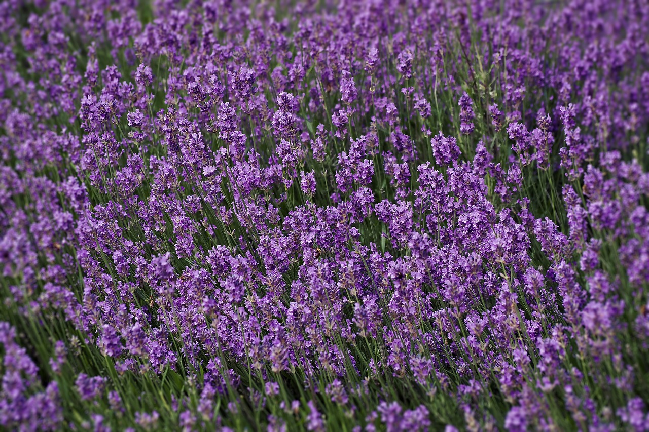 Levandų,  Laukas,  Pobūdį,  Augalų,  Sodas,  Provanso,  Gėlė,  Prancūzija,  Aromatas,  Violetinė