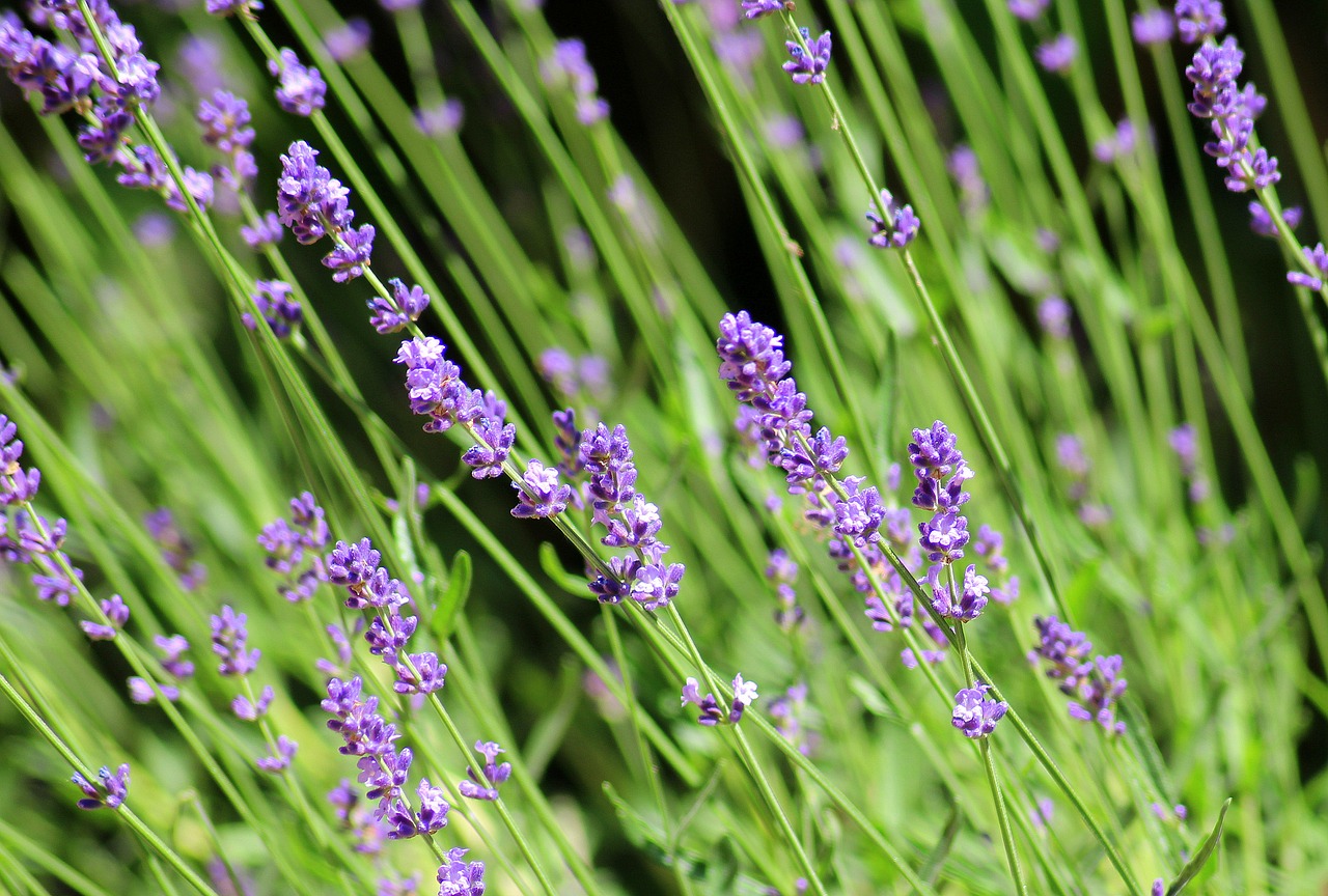 Levandų,  Dekoratyvinis Augalas,  Violetinės Gėlės,  Dekoratyviniai Augalai,  Violetinė,  Gamta, Nemokamos Nuotraukos,  Nemokama Licenzija