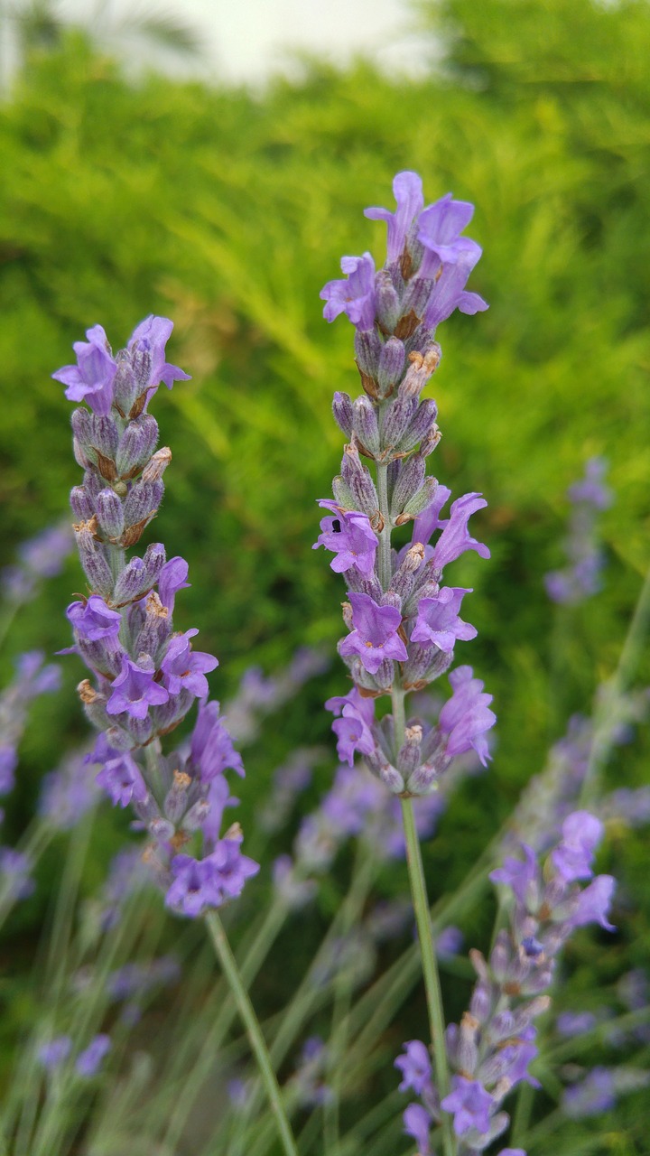 Levandų,  Romantiškas,  Aromatas,  Violetinė,  Violetinė,  Gėlės,  Vaistinių Augalų,  Pobūdį,  Vasara,  Sodas