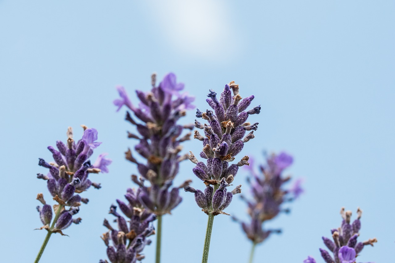 Levandų,  Violetinė,  Žiedas,  Žydi,  Levandų Žiedų,  Violetinė,  Pobūdį,  Gėlės,  Aromatas,  Iš Arti