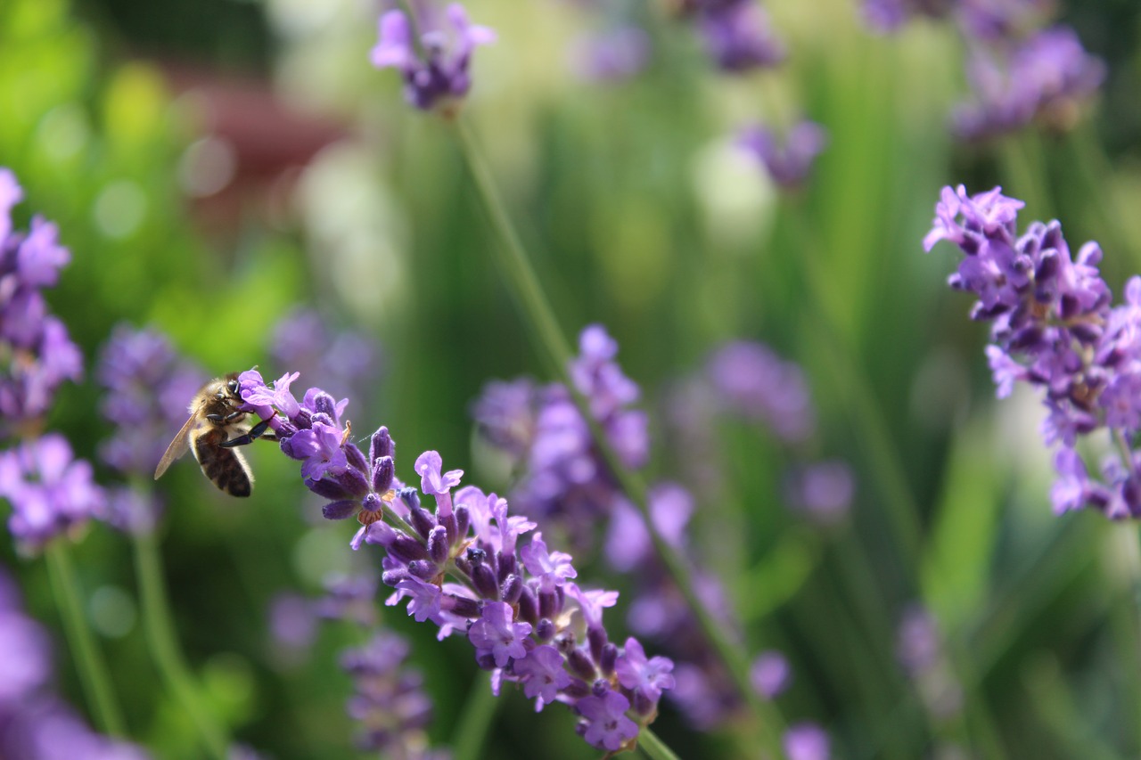 Levandų,  Bičių,  Levandų Žiedas,  Vabzdys,  Violetinė,  Iš Arti,  Apdulkinimas,  Makro, Nemokamos Nuotraukos,  Nemokama Licenzija