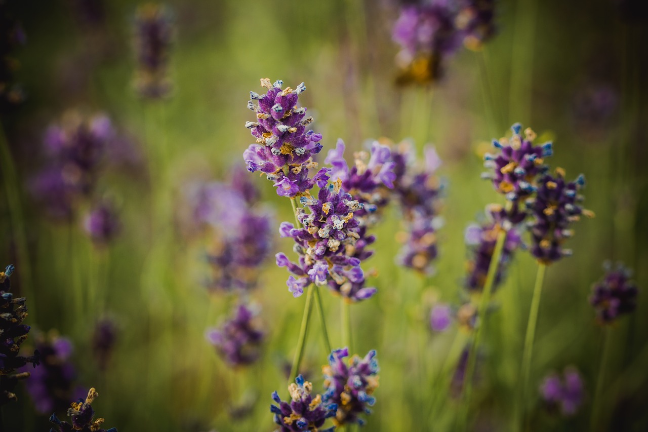 Levandų,  Violetinė,  Žiedas,  Žydi,  Levandų Žiedų,  Violetinė,  Pobūdį,  Gėlės,  Aromatas,  Iš Arti