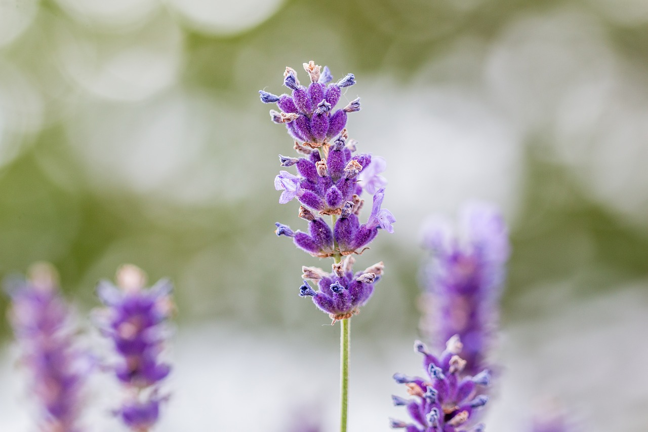 Levandų,  Violetinė,  Žiedas,  Žydi,  Levandų Žiedų,  Violetinė,  Pobūdį,  Gėlės,  Aromatas,  Iš Arti