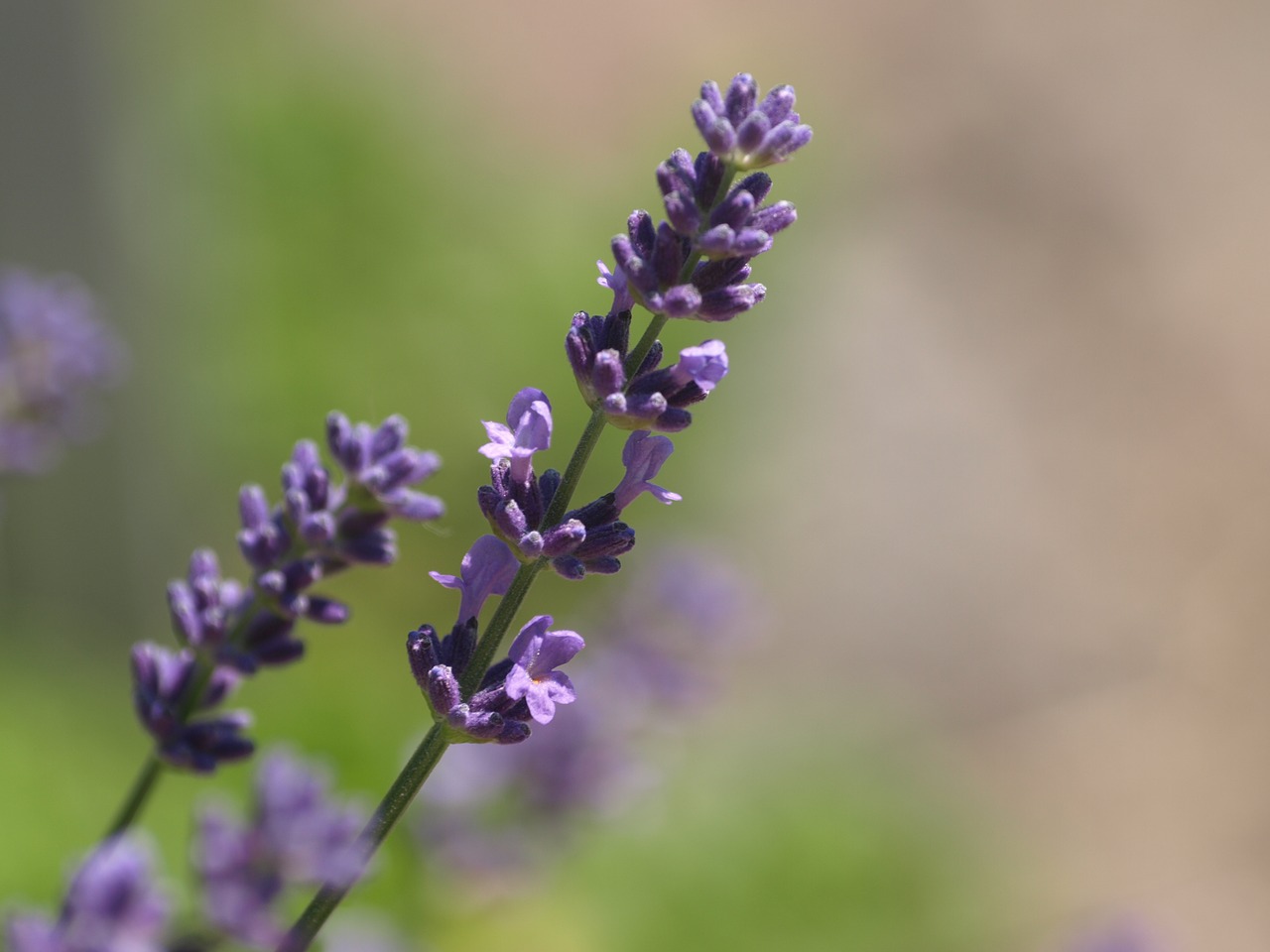 Levandų,  Žolės,  Vasara,  Aromatinis,  Žydi,  Sveikas, Nemokamos Nuotraukos,  Nemokama Licenzija