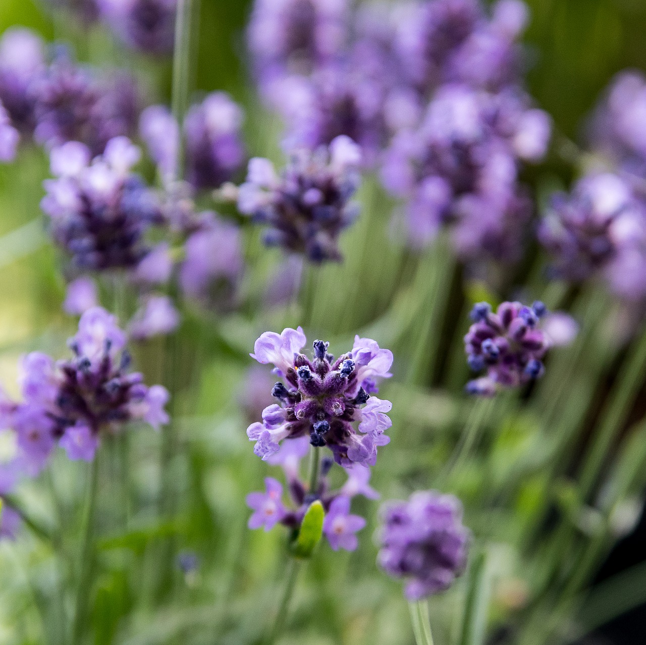 Levandų,  Augalų,  Pobūdį,  Violetinė,  Violetinė,  Vasara,  Gėlė,  Levandų Žiedų,  Gėlės,  Sodas