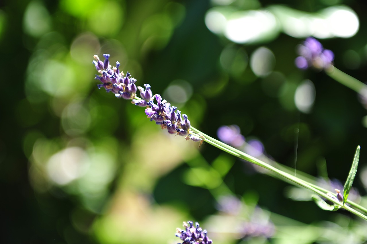 Levandų,  Žolė,  Aromatas,  Žolės,  Gėlės,  Violetinė,  Violetinė,  Prancūzų Kalba,  Sodas,  Žydi