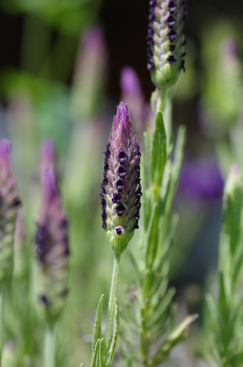 Levanda, Levandų Gėlės, Violetinė, Violetinė, Žiedynas, Dekoratyvinis Augalas, Žolelės, Sodas, Aromatingas, Sodo Augalas