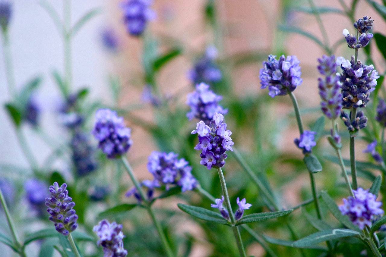 Levandų,  Vasara,  Gėlės,  Pobūdį,  Violetinė,  Violetinė,  Augalų,  Sodas,  Floros,  Žydi