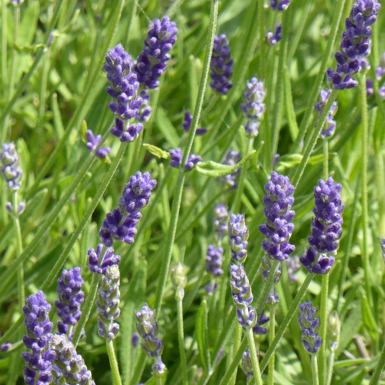 Levanda, Laukas, Augalas, Violetinė, Gėlės, Kvepalai, Žolelės, Lavandula Multifida, Gamta, Nemokamos Nuotraukos