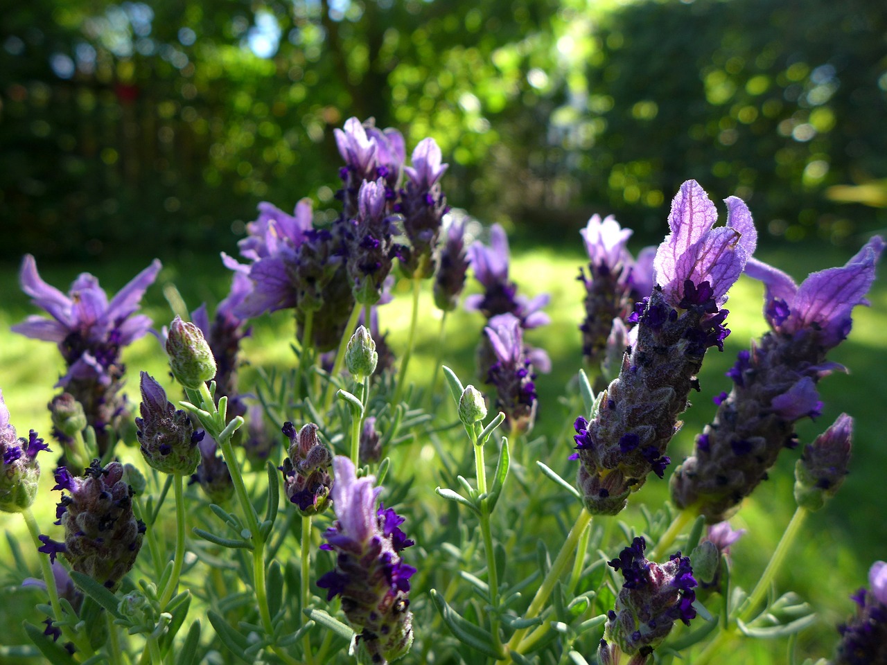 Levanda, Gėlės, Violetinė, Sodo Augalas, Aromatingas, Dekoratyvinis Augalas, Gamta, Sodas, Schopf Levanda, Lamiaceae