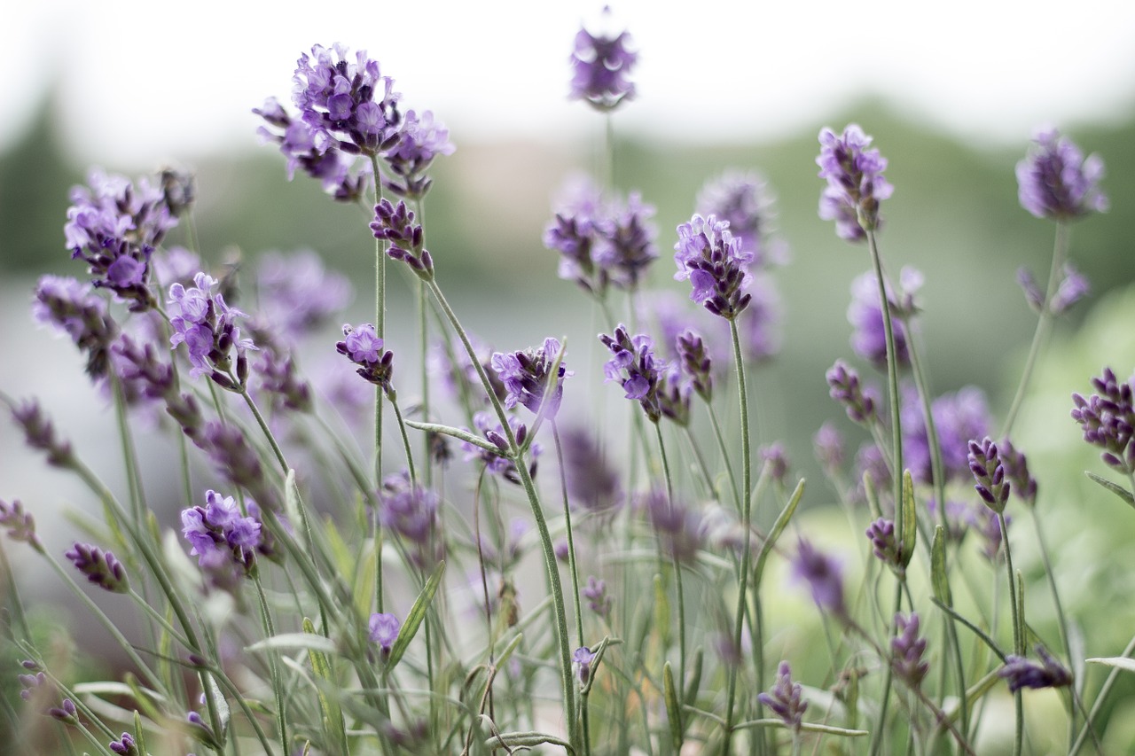 Levanda, Violetinė, Levandų Gėlės, Violetinė, Žiedas, Žydėti, Žiedynas, Lamiaceae, Gėlės, Augalas