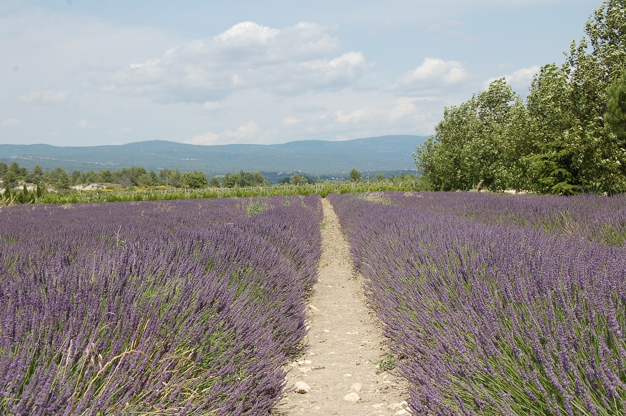 Levanda, France, Viduržemio Jūros, Provence, Nemokamos Nuotraukos,  Nemokama Licenzija