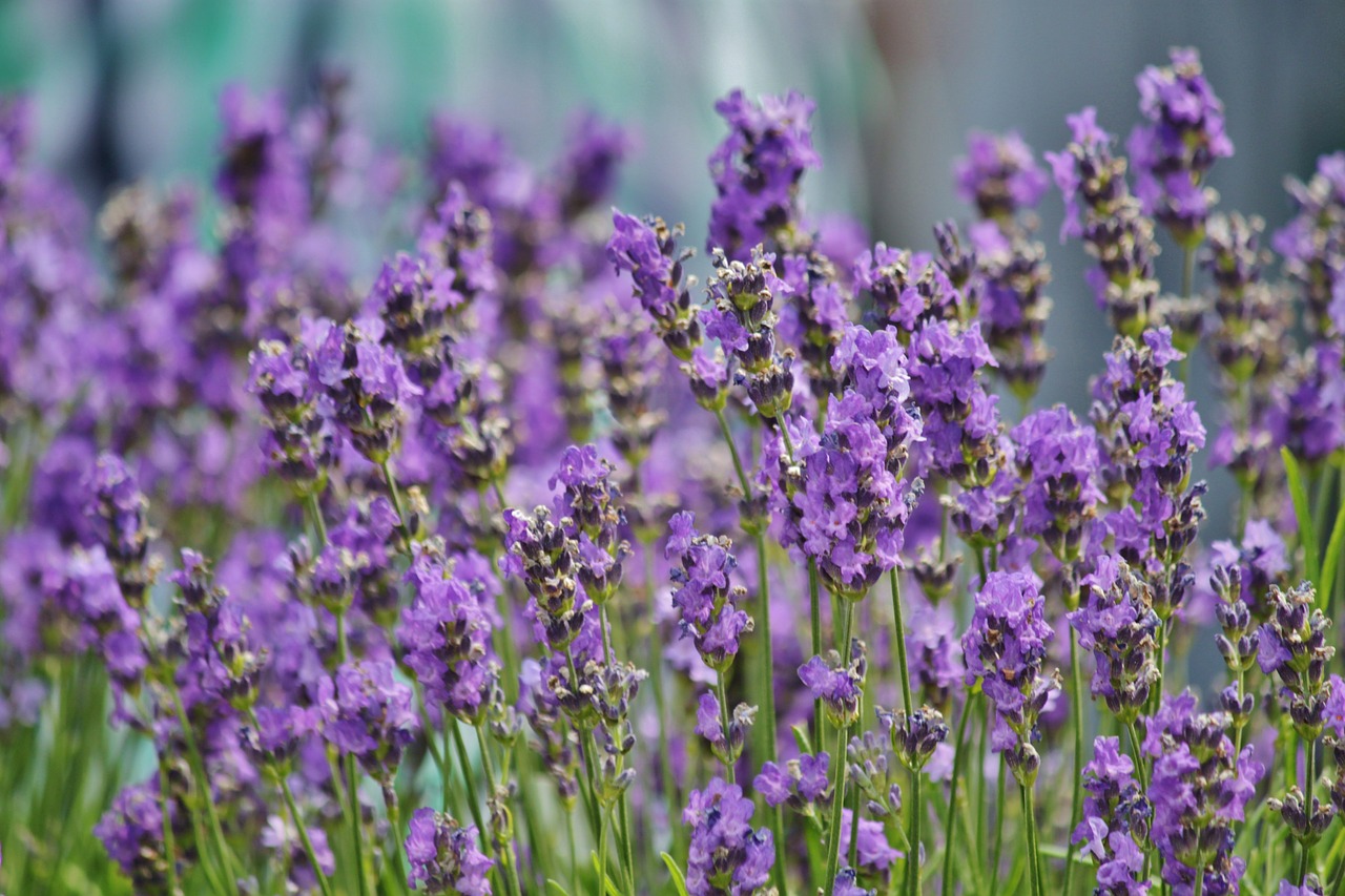 Levanda, Levandų Laukas, Dekoratyvinis Augalas, Pasėlių, Lamiaceae, Žiedas, Žydėti, Mėlynas, Žiedynas, Gamta