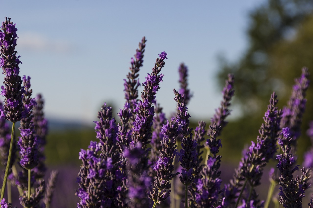 Levanda, Provence, France, Gėlės, Violetinė, Violetinė, Nemokamos Nuotraukos,  Nemokama Licenzija