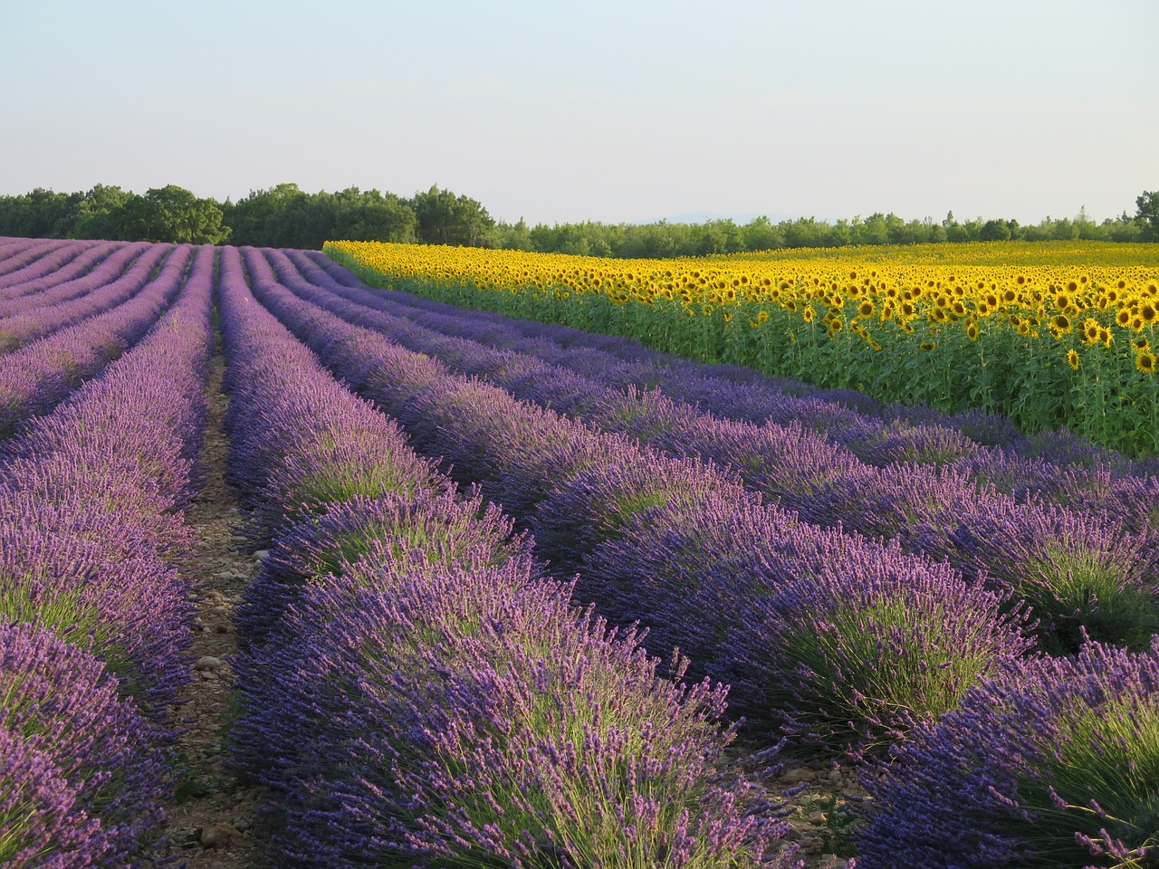 Levanda, France, Saulėgrąžos, Nemokamos Nuotraukos,  Nemokama Licenzija