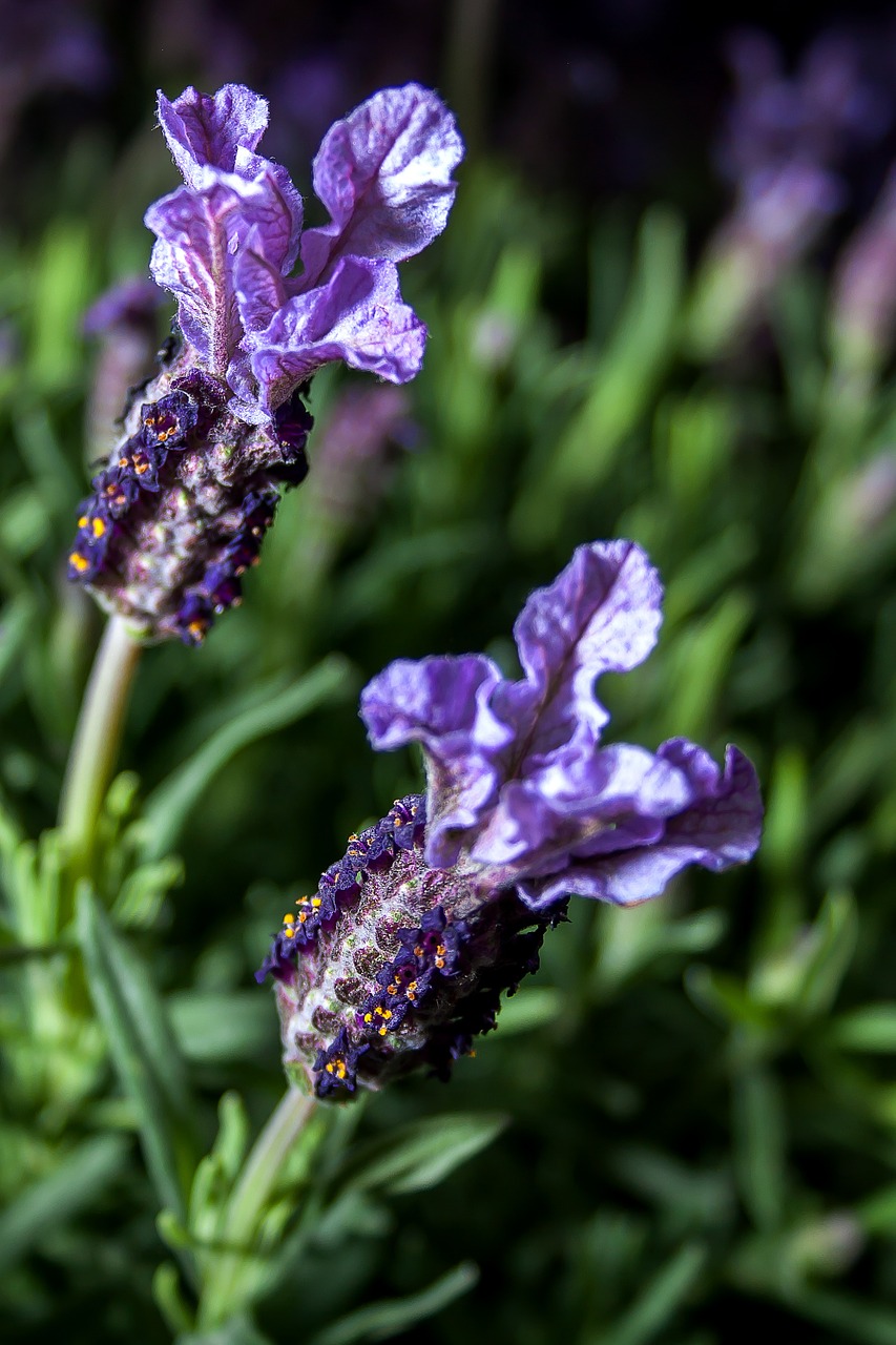 Levanda, Žolelės, Gamta, Violetinė, Žiedas, Žydėti, Augalas, Violetinė, Aromatingas, Sodas