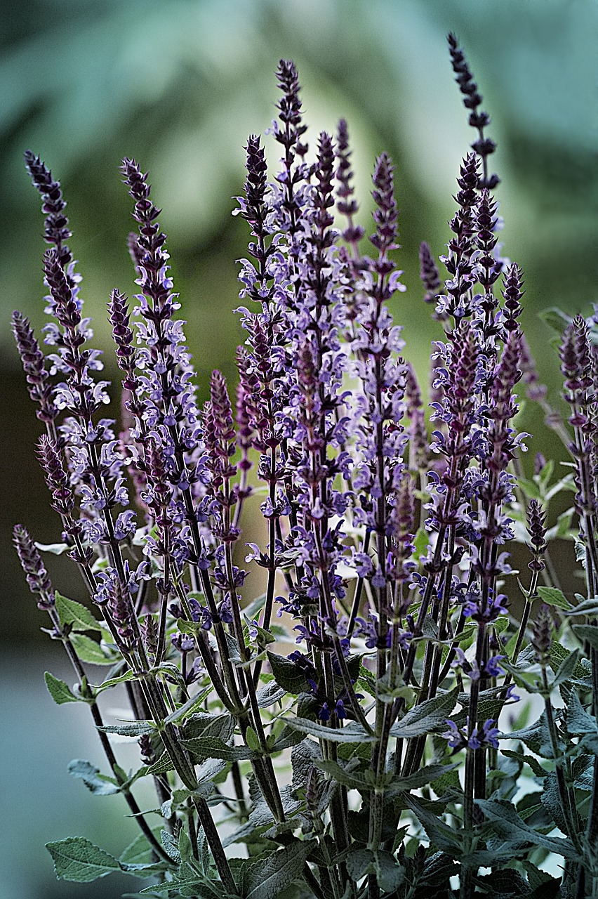 Levanda, Violetinė, Levandų Gėlės, Gėlė, Lavandula, Prieskoniai, Aromatingas, Provence, Nemokamos Nuotraukos,  Nemokama Licenzija