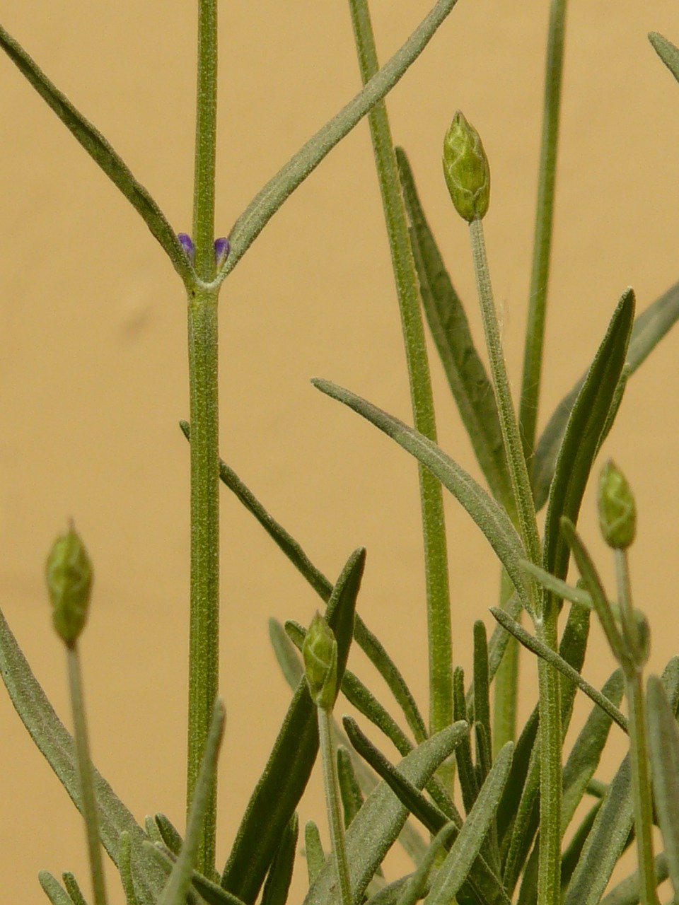 Levanda, Lamiaceae, Augalas, Pasėlių, Kvepalai, Kvapas, Eteriniai Aliejai, Aromatiniai, Stiebas, Budas