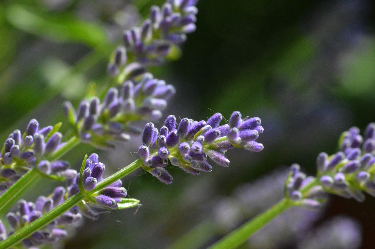 Levanda,  Gėlė,  Violetinė,  Vasara, Nemokamos Nuotraukos,  Nemokama Licenzija