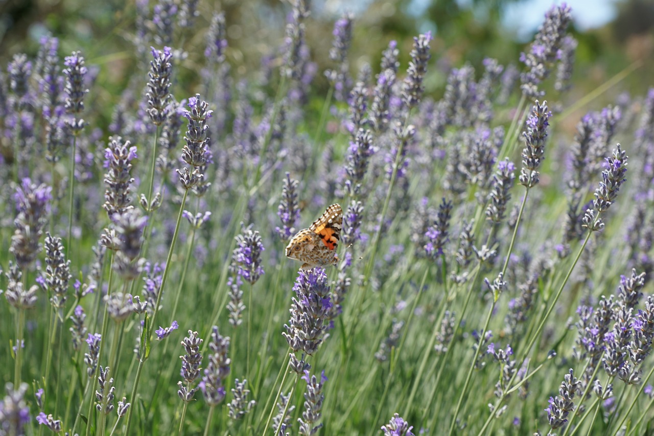 Levanda,  Gėlė,  Violetinė,  France,  Augalas,  Žiedas,  Žydėti,  Kvepalai,  Gamta,  Ibiza