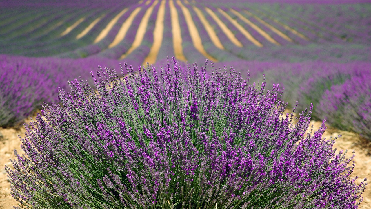 Levanda, Levandų Laukas, Prancūzijos Levanda, Violetinė, Laukas, Gėlė, Gamta, Vasara, Natūralus, Provence