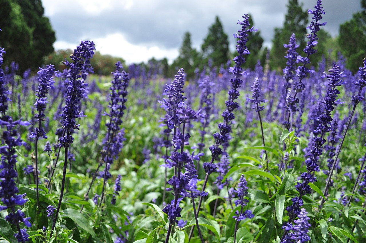 Levanda, Wildflower, Laukas, Augalas, Violetinė, Žiedas, Sodas, Vasara, Flora, Gamta