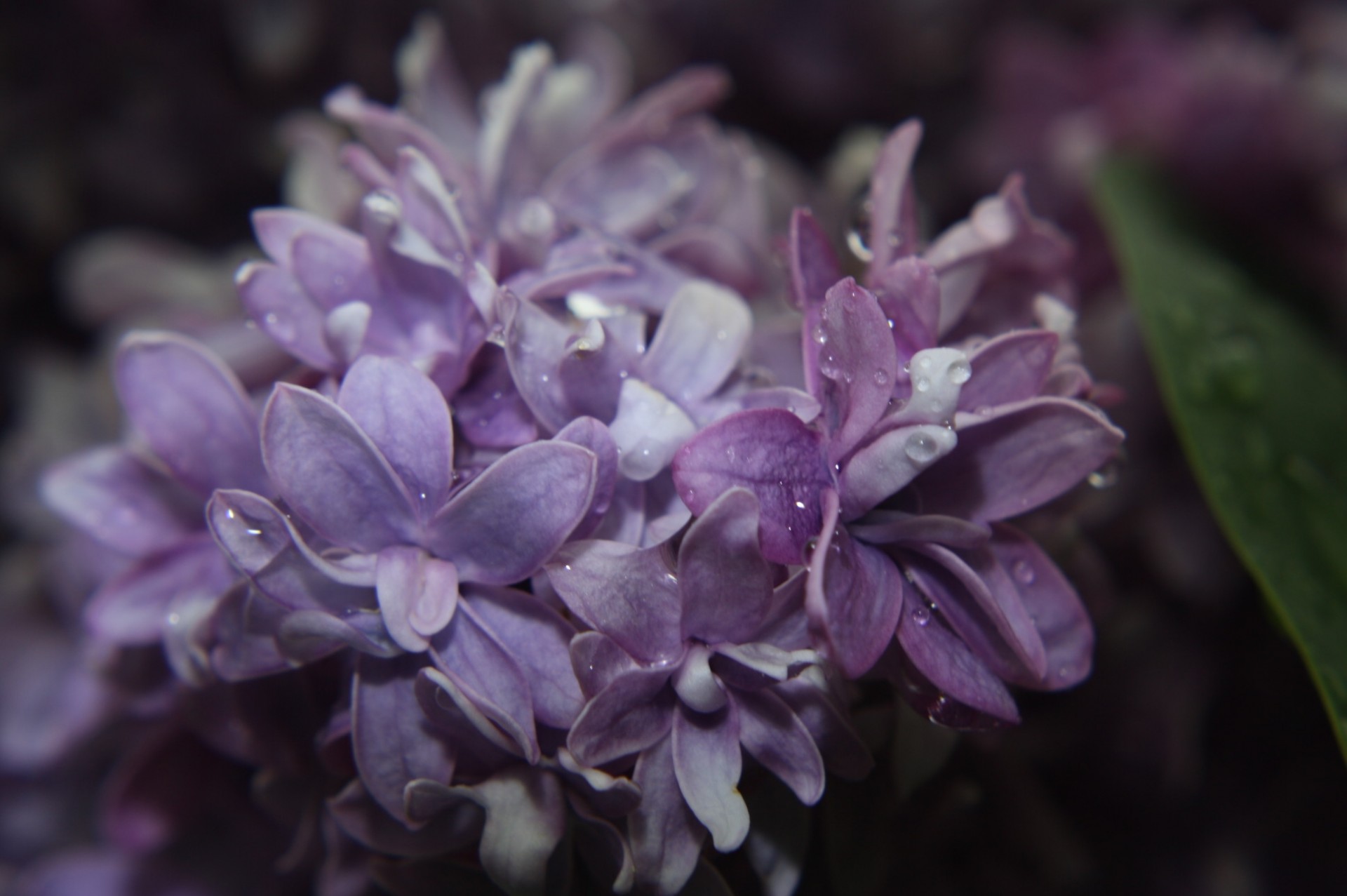 Violetinė,  Levanda,  Lavendar,  Gėlės,  Pumpurai,  Sodai,  Žydėjimas & Nbsp,  Krūmai,  Purpurinė,  Pinkai