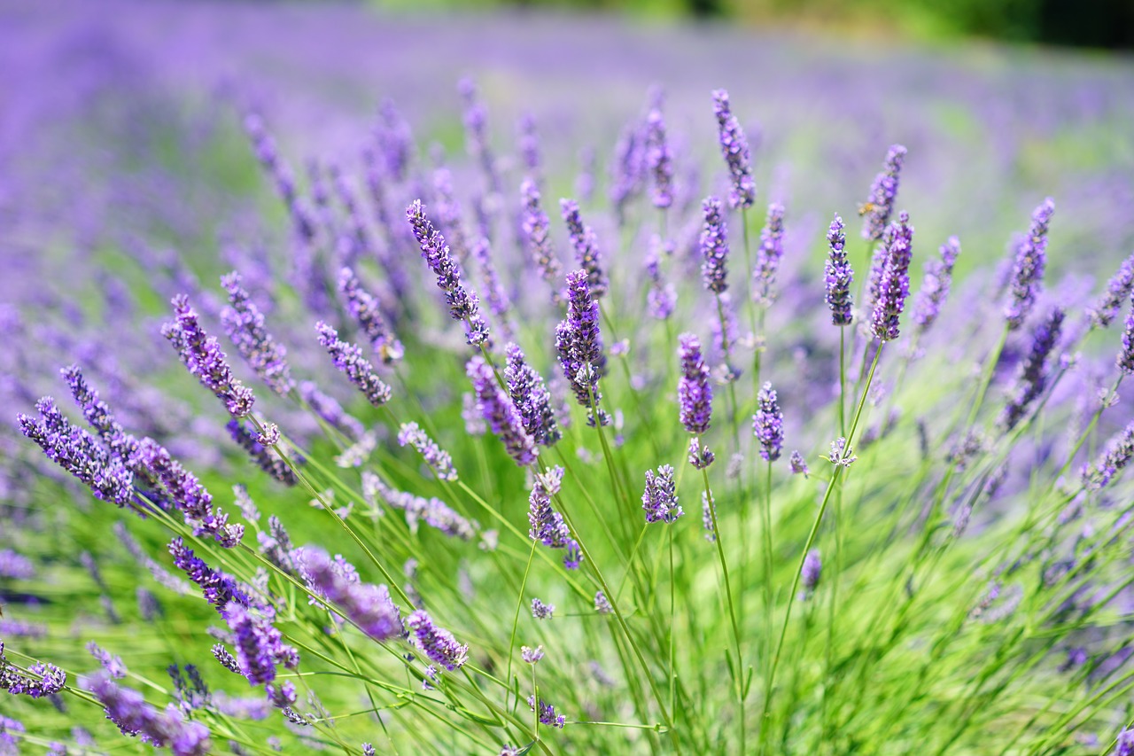 Levandų Auginimas, Levandų Laukas, Levanda, Gėlės, Gėlė, Violetinė, Violetinė, Augalas, Žydintis Levandas, Levandų Gėlės