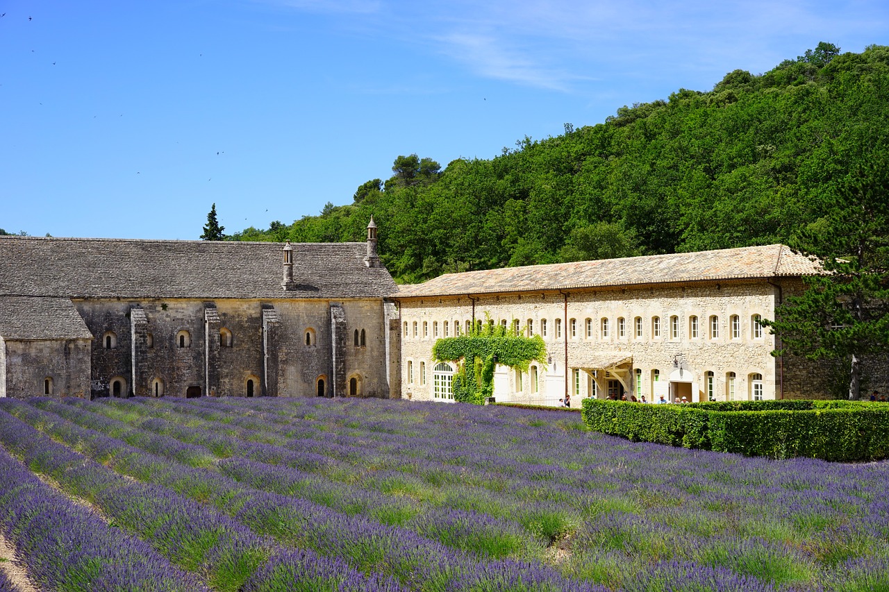 Levandų Laukas, Laukas, Abbaye De Sénanque, Vienuolynas, Abatija, Notre Dame De Sénanque, Cistercianų Tvarka, Gordes, Vaucluse, France