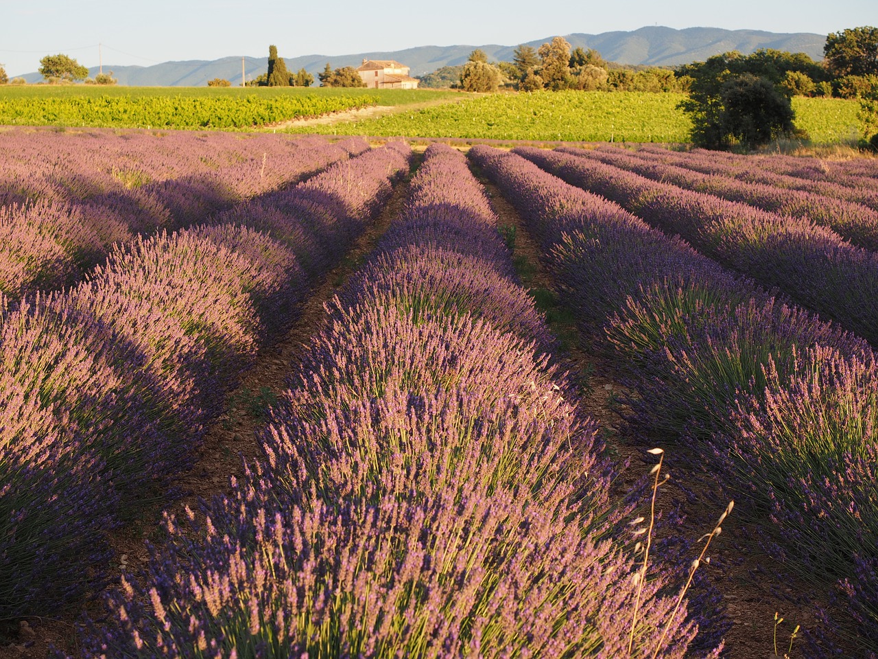 Levandų Laukas, Levanda, Vakaro Saulė, Levandų Gėlės, Violetinė, Levandų Auginimas, Dekoratyvinis Augalas, Pasėlių, Tiesa Levanda, France