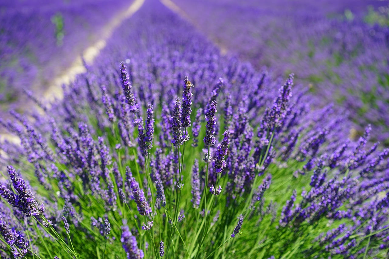 Levandų Laukas, Gėlės, Violetinė, Flora, Gėlių, Levanda, Levandų Gėlės, Mėlynas, Dunkellia, Violetinė