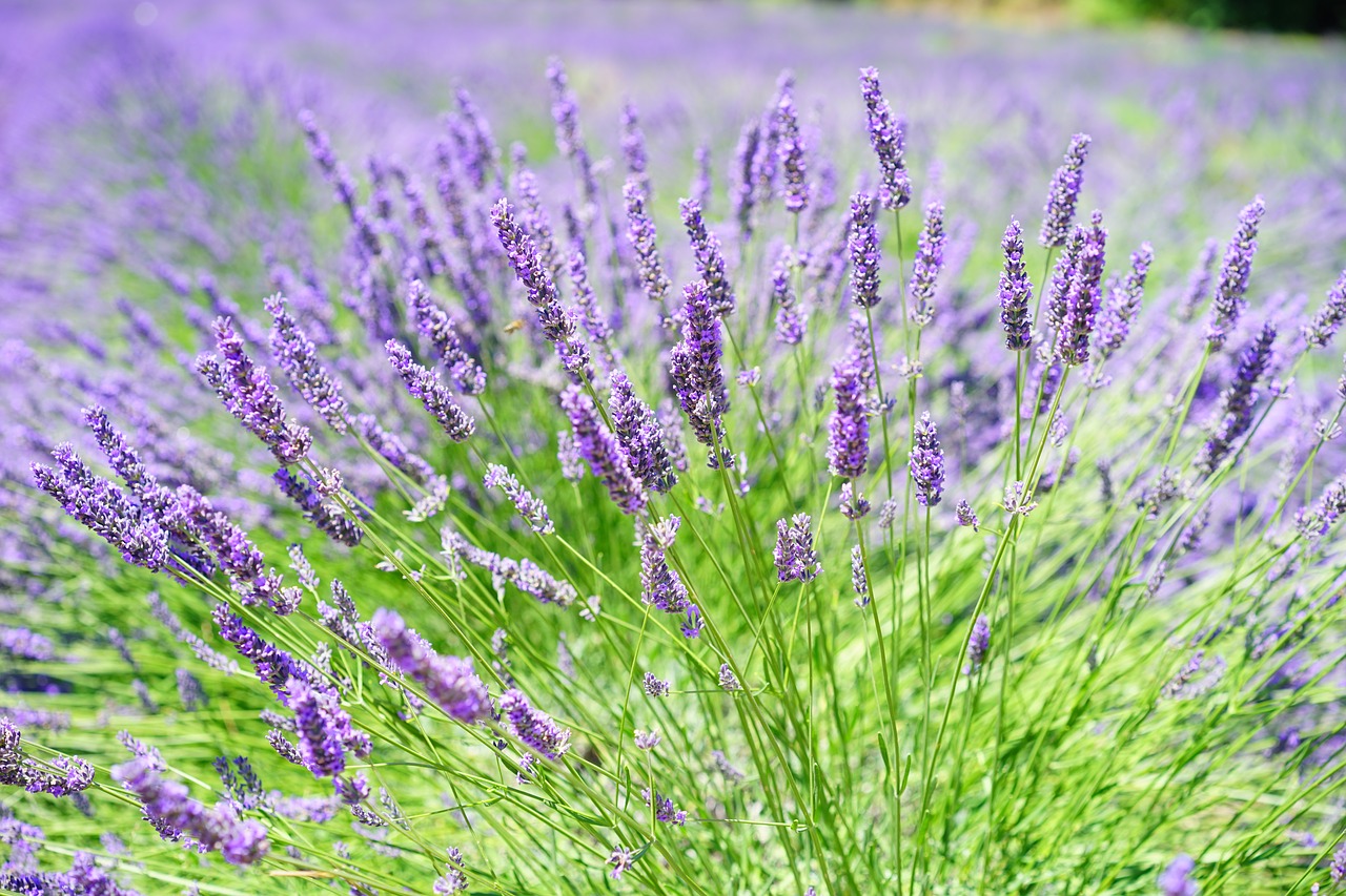 Levandų Laukas, Gėlės, Violetinė, Flora, Gėlių, Levanda, Levandų Gėlės, Mėlynas, Dunkellia, Violetinė