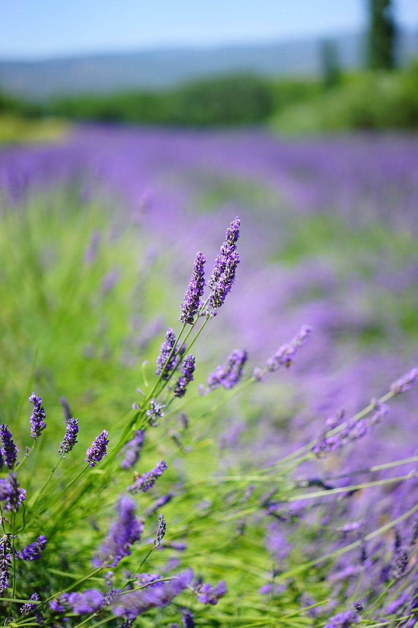 Levandų Laukas, Gėlės, Violetinė, Flora, Gėlių, Levanda, Levandų Gėlės, Mėlynas, Dunkellia, Violetinė