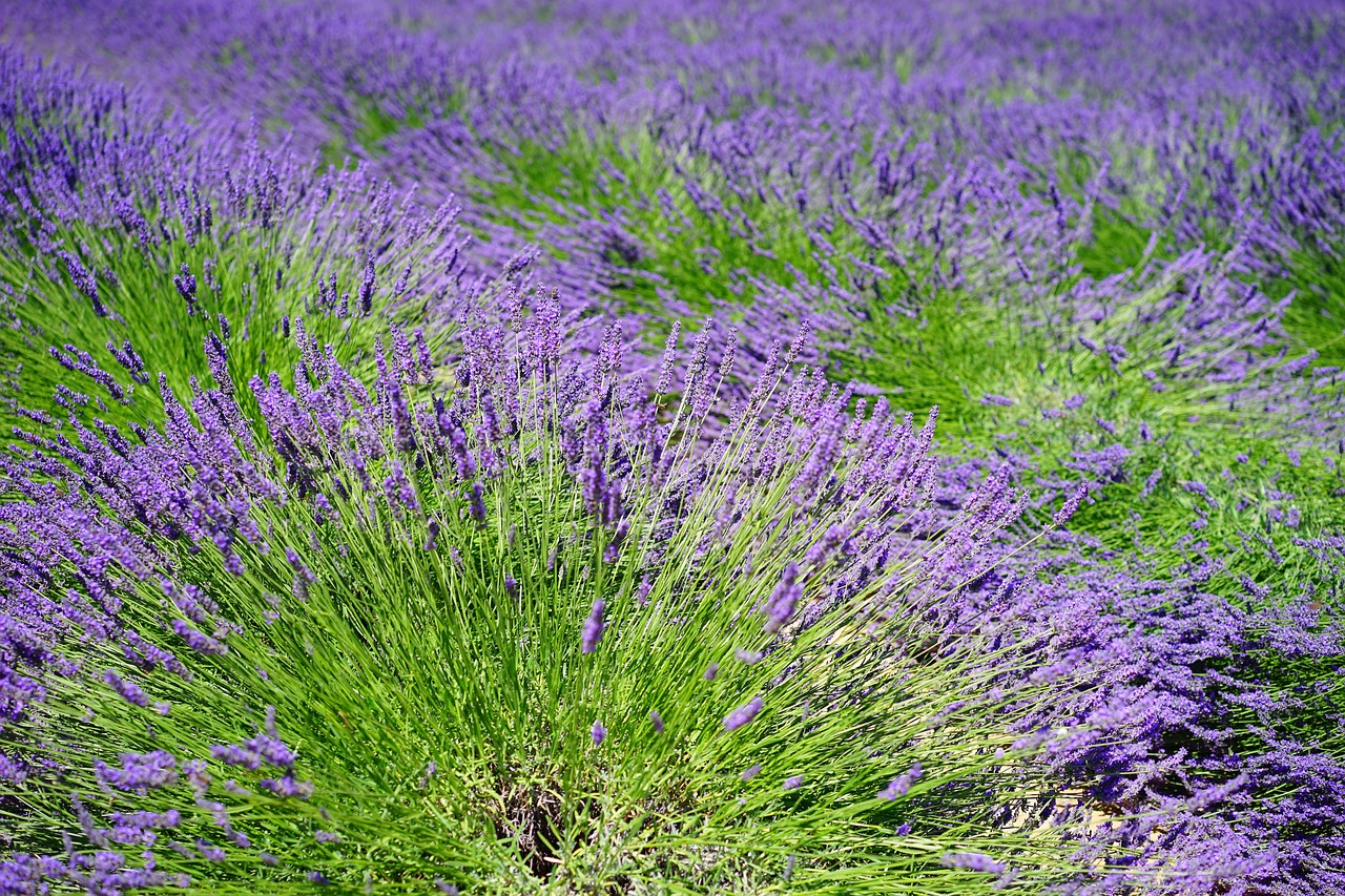 Levandų Laukas, Gėlės, Violetinė, Flora, Gėlių, Levanda, Levandų Gėlės, Mėlynas, Dunkellia, Violetinė