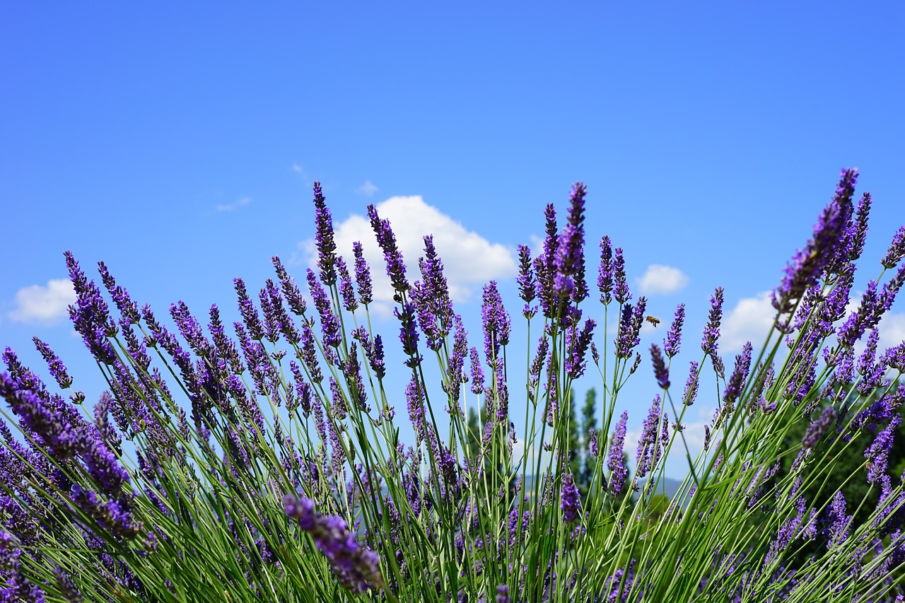 Levandų Laukas, Gėlės, Violetinė, Flora, Gėlių, Levanda, Levandų Gėlės, Mėlynas, Dunkellia, Violetinė