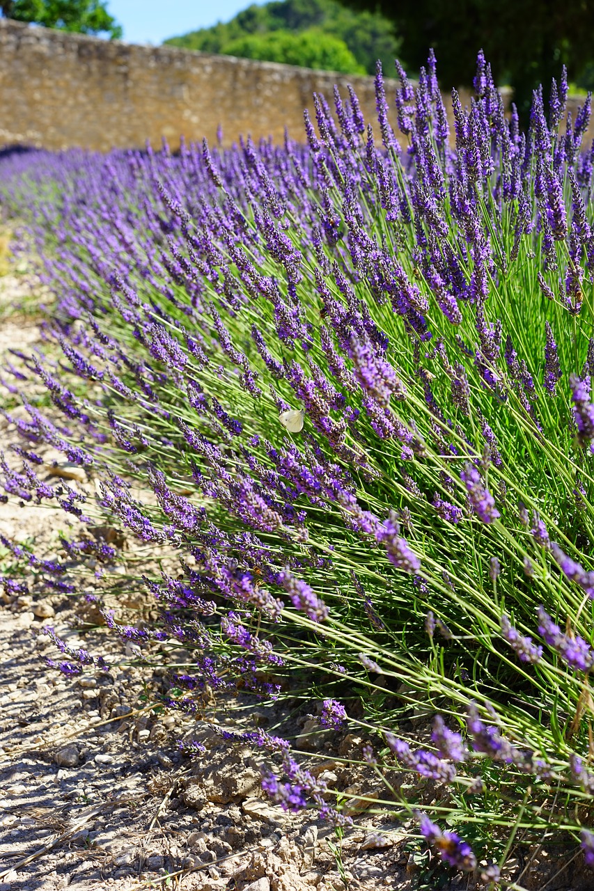 Levandų Laukas, Gėlės, Violetinė, Flora, Gėlių, Levanda, Levandų Gėlės, Mėlynas, Dunkellia, Violetinė