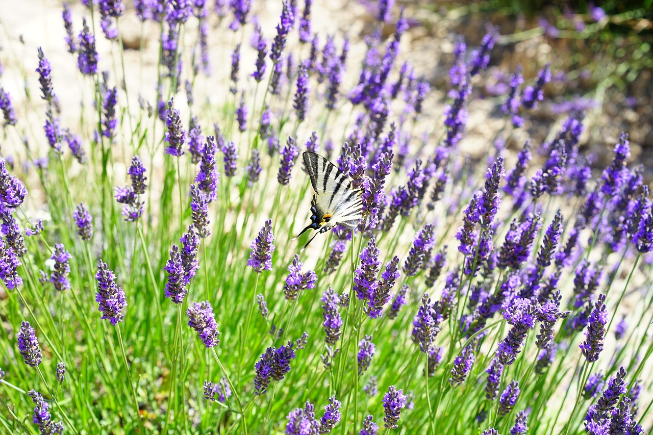 Levandų Laukas, Gėlės, Violetinė, Flora, Gėlių, Levanda, Levandų Gėlės, Mėlynas, Dunkellia, Violetinė