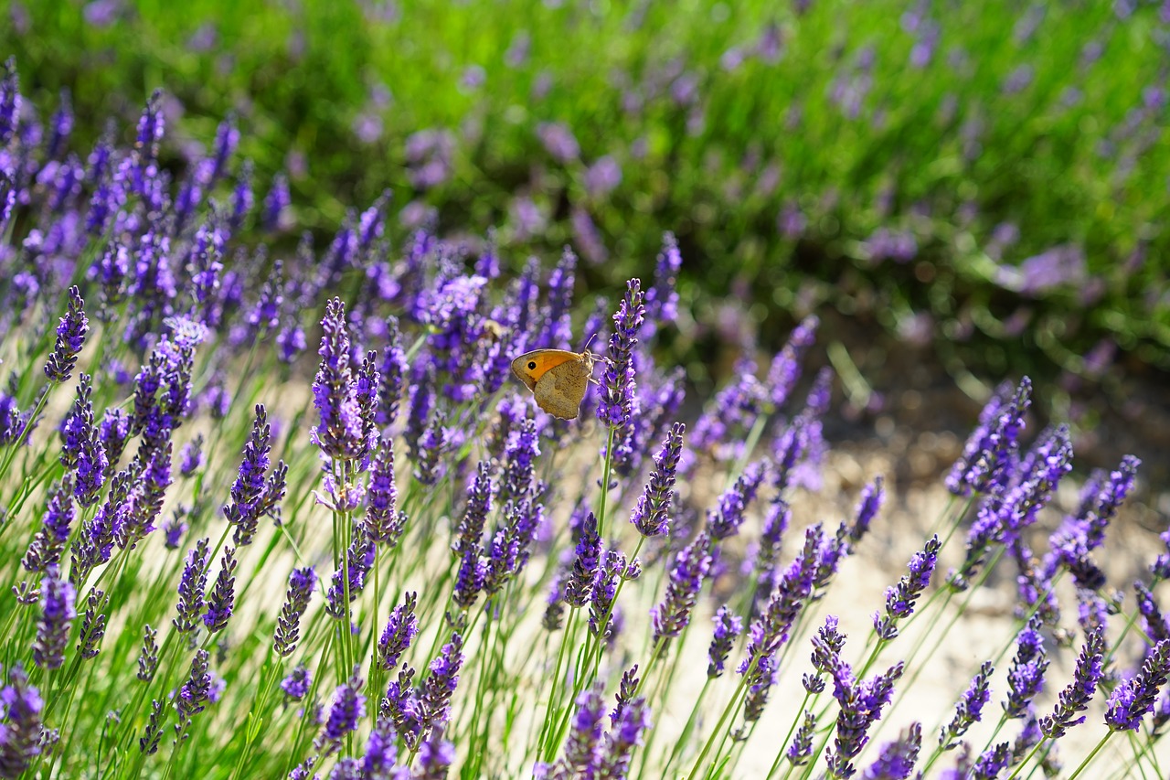 Levandų Laukas, Gėlės, Violetinė, Flora, Gėlių, Levanda, Levandų Gėlės, Mėlynas, Dunkellia, Violetinė