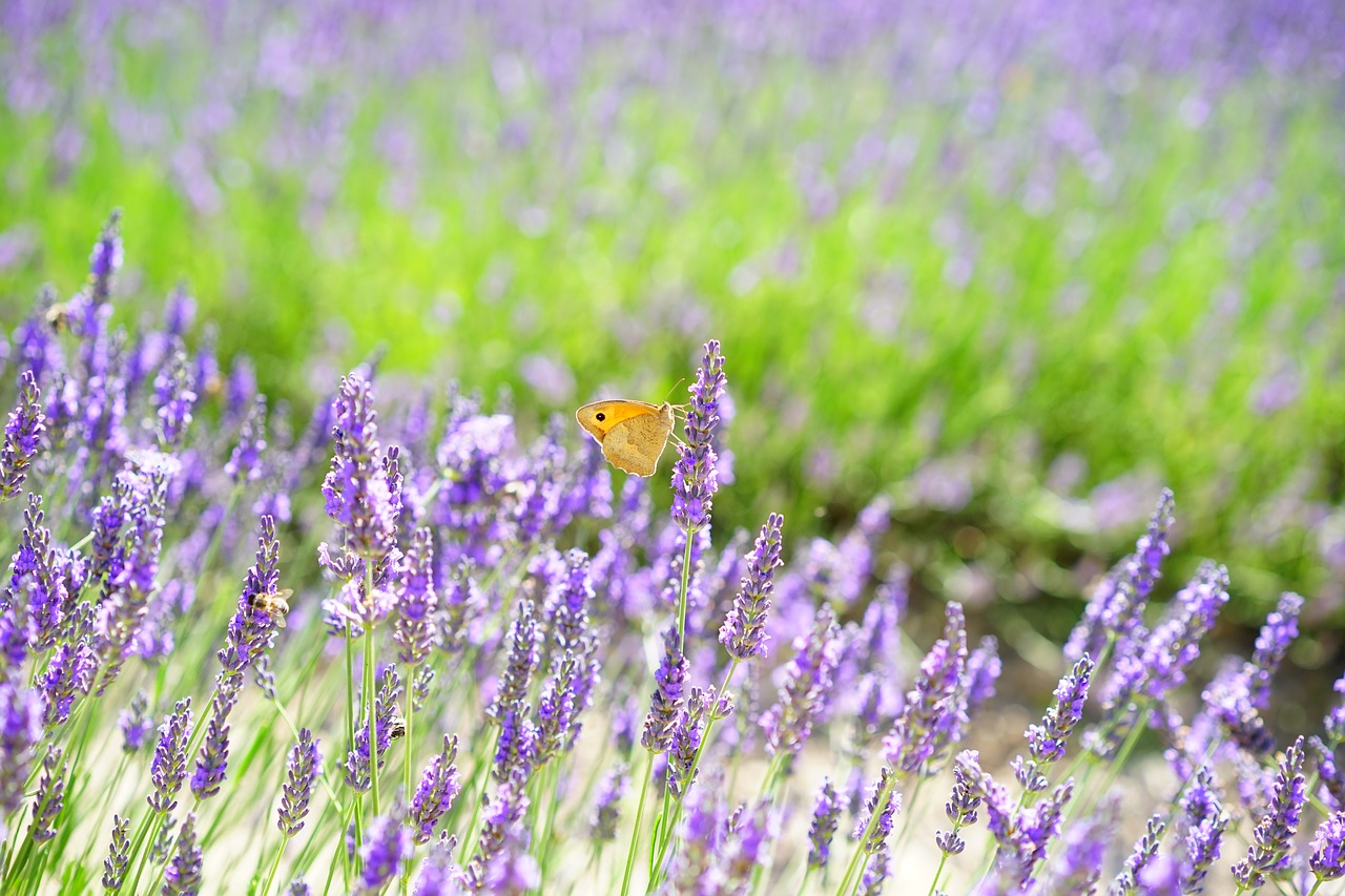 Levandų Laukas, Gėlės, Violetinė, Flora, Gėlių, Levanda, Levandų Gėlės, Mėlynas, Dunkellia, Violetinė