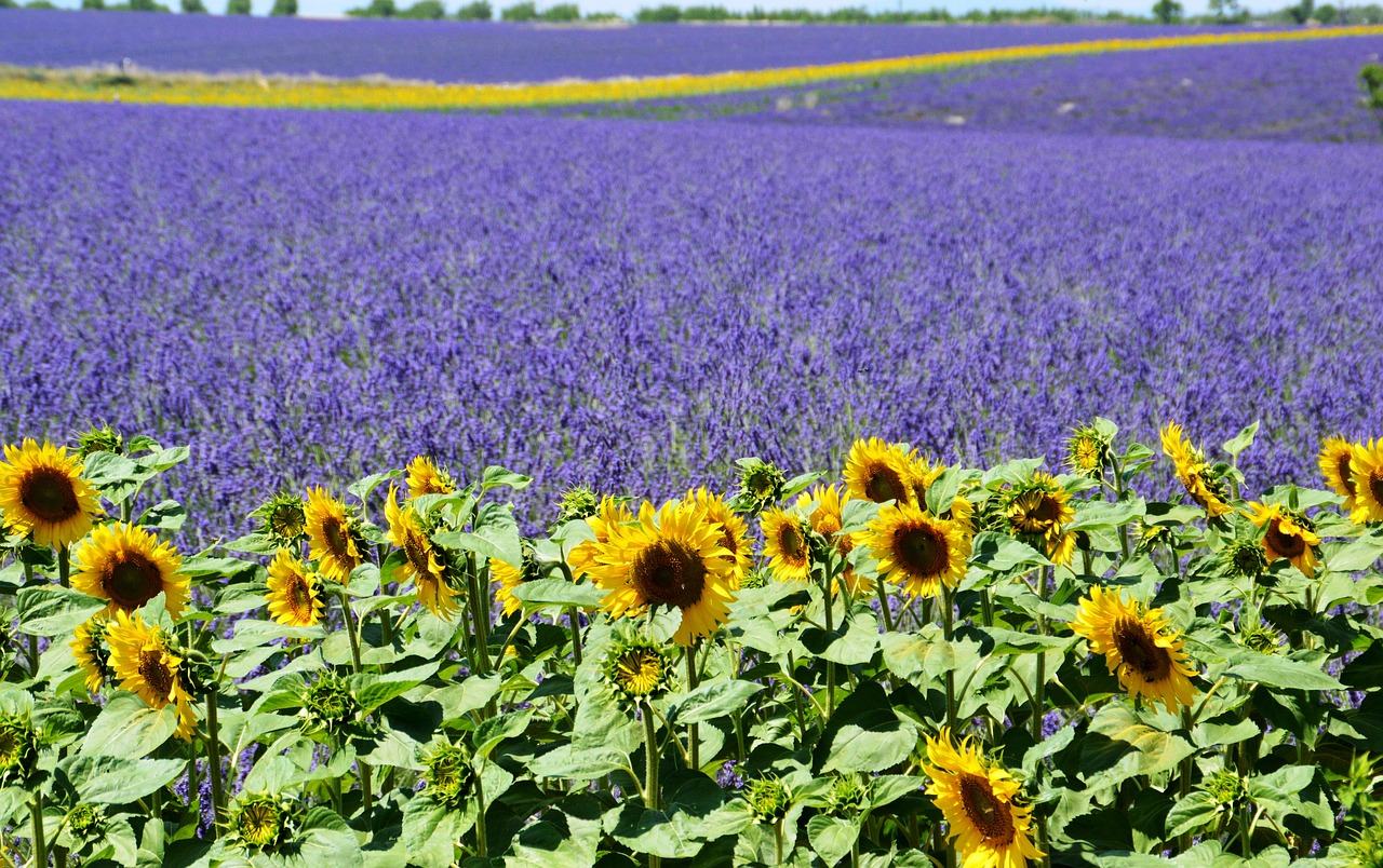 Levandų Laukas, Saulėgrąžos, Valensole, Provence, Vasara, Violetinė, Viduržemio Jūros, Į Pietus Nuo Prancūzijos, Nemokamos Nuotraukos,  Nemokama Licenzija