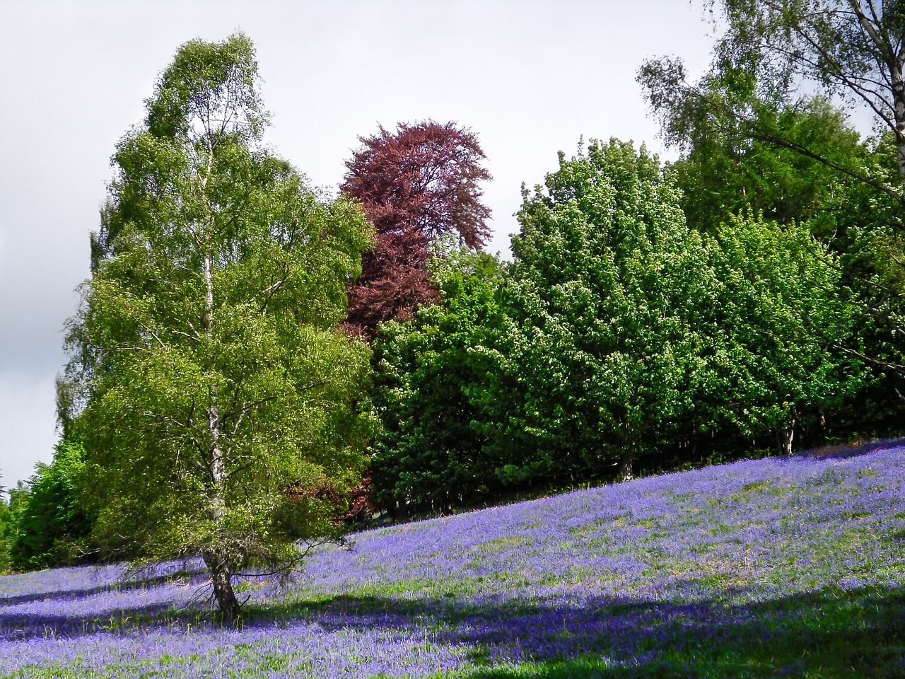 Lavender Field Dunkeld Scotland, Laukinė Levanda, Gėlės, Žydi, Gamta, Augalas, Gėlių, Natūralus, Žiedas, Violetinė