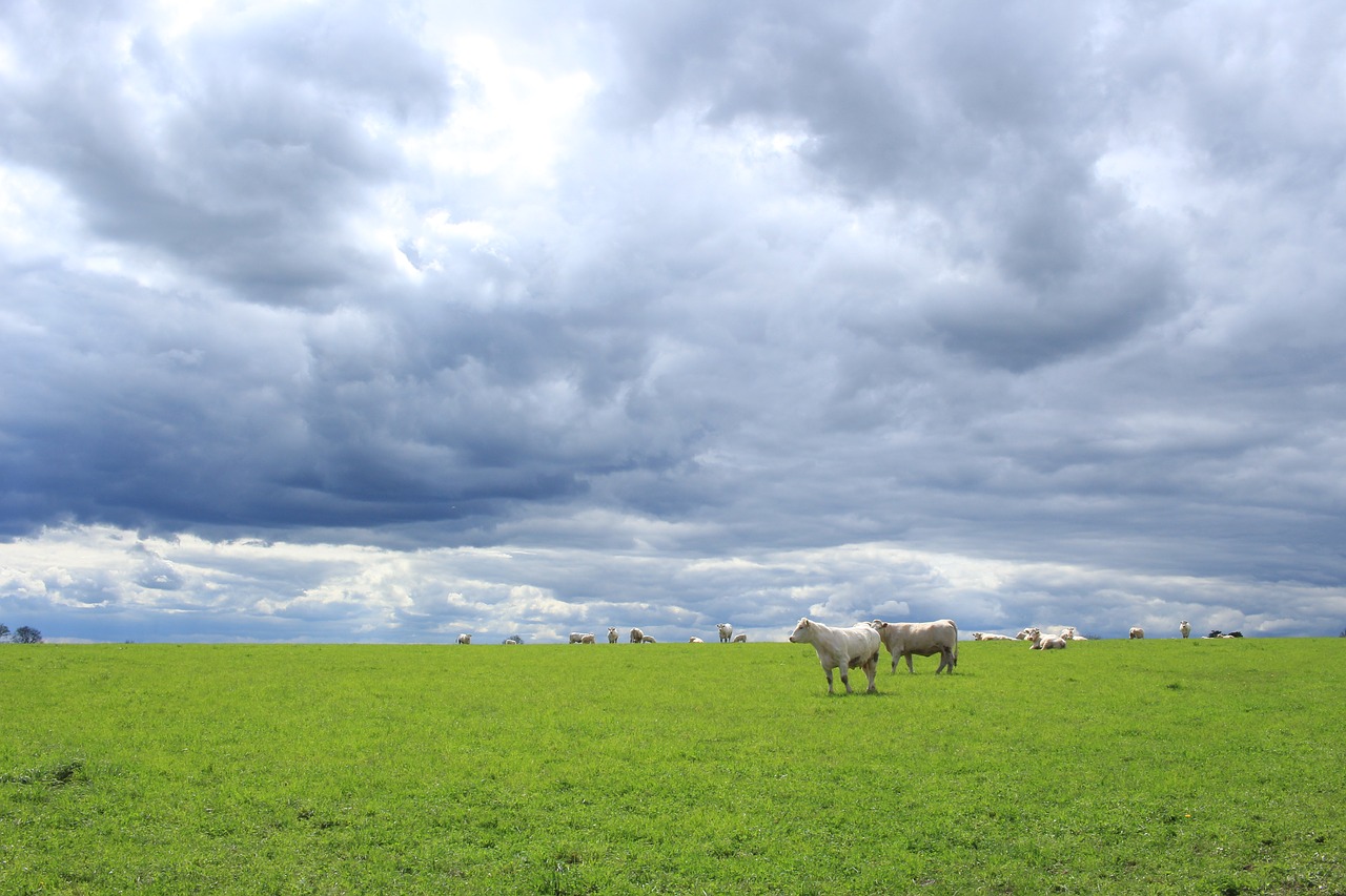 Vejos,  Pobūdį,  Agro-Industry,  Laukas,  Dangus,  Prancūzija,  Šarolė,  Karvė,  Debesys,  Žemdirbystė