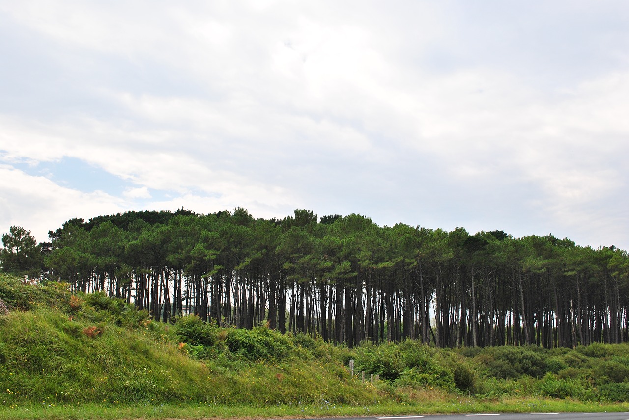 Vejos,  Medis,  Mount,  Parkas,  Medžiai,  Kraštovaizdis,  Žalias,  Žolė,  Ruduo,  Mediena