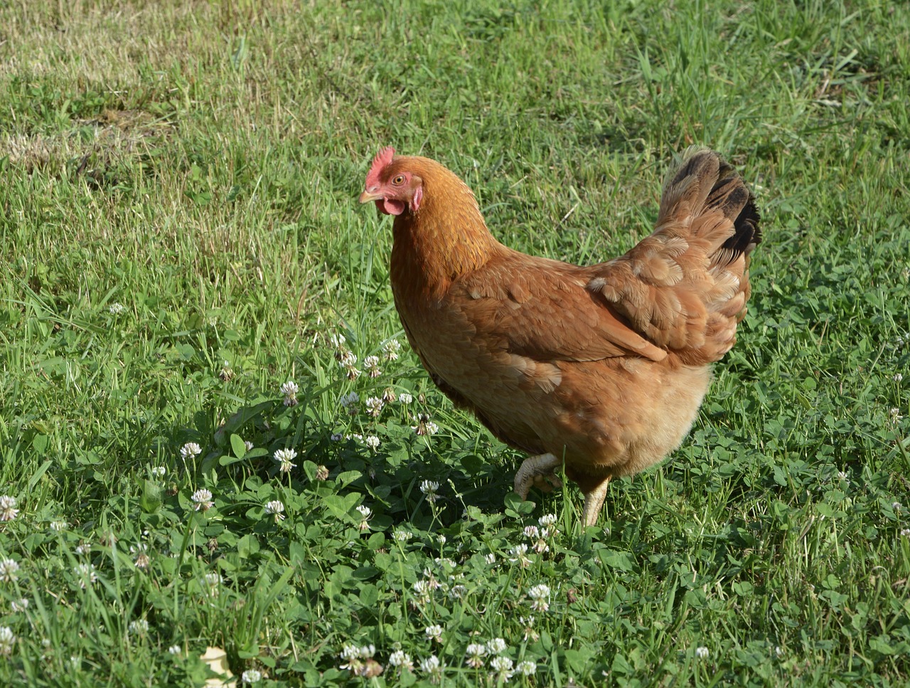 Dedeklės, Raudona Višta, Naminis Gyvūnas, Gamta, Žolė, Ūkis, Sodas, Laukas, Pre, Nemokamos Nuotraukos