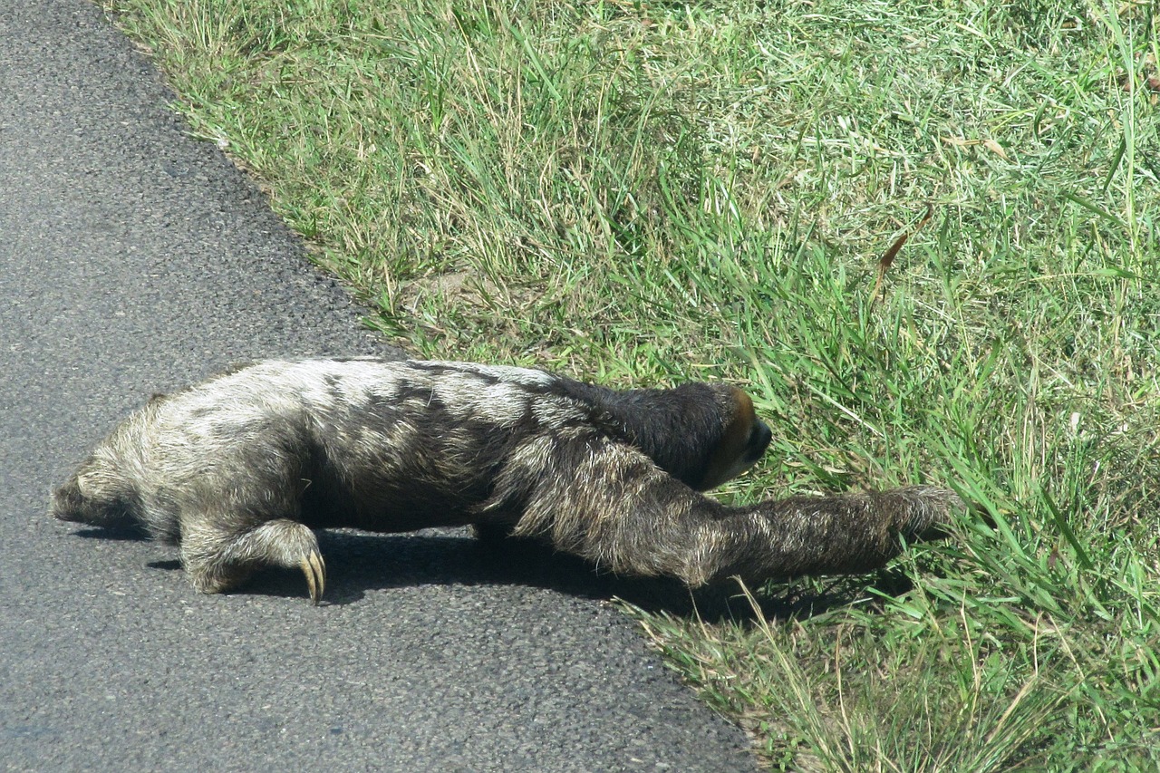 Sloth, Tingus, Laukinis Gyvūnas, Guyana, Pereiti Kelią, Nemokamos Nuotraukos,  Nemokama Licenzija