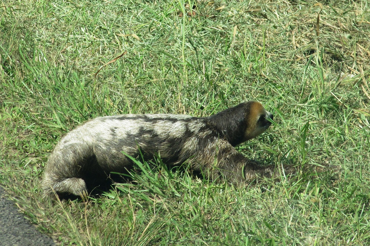 Sloth, Tingus, Laukinis Gyvūnas, Guyana, Pereiti Kelią, Nemokamos Nuotraukos,  Nemokama Licenzija