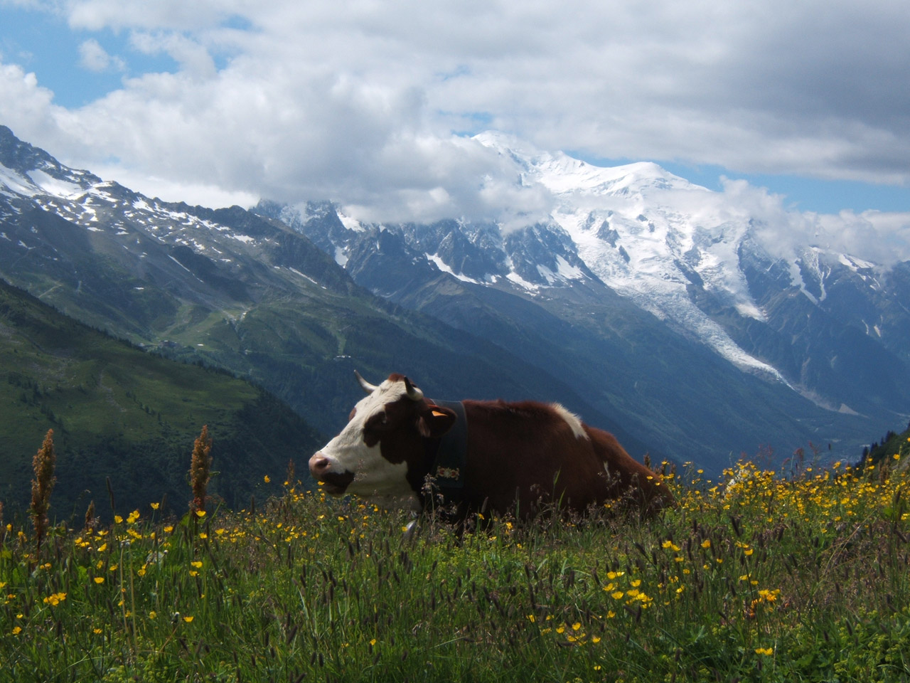 Karvė,  Gyvūnas,  Kalnas,  Kelionė,  Pievos,  Mont,  Blanc,  Kelionė Į Mont Blanc (Karvė), Nemokamos Nuotraukos,  Nemokama Licenzija